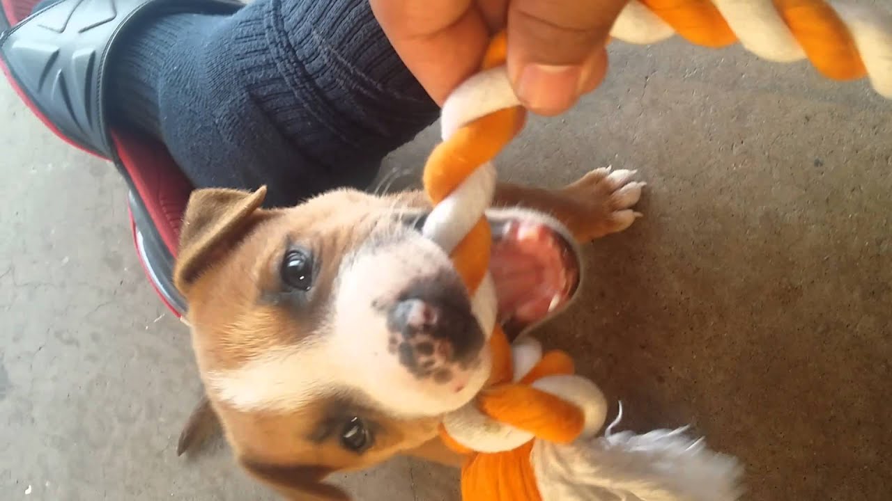 My german shepard mixed with pitbull puppy - YouTube