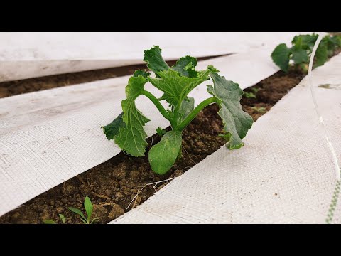 Video: Yansıtıcı Malç Nedir - Bahçede Yansıtıcı Malç Kullanımı