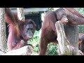 A distant bird irritates the orangutans / 遠くの鳥にイラつくオランウータンたち