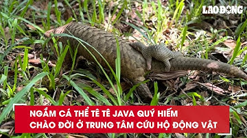 Ngắm cá thể tê tê Java quý hiếm chào đời ở Trung tâm cứu hộ động vật| Báo Lao Động