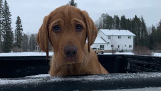 Day in our life, training and socializing Jack Daniel one of our CKC fox red Labrador puppies by Wild Country Ranch 1,713 views 3 months ago 4 minutes, 37 seconds