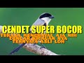 Cendet Gacor Suara Asli Full Isian Mp3 - Mp4 Download