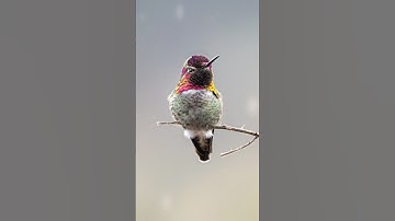 Rare find - hummingbird building a nest using spiderwebs 🕷️🕸️🪺 #hummingbird