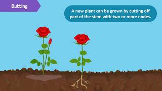 Types Of Reproduction In Plants Youtube