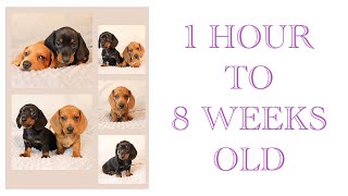 Dachshund puppies growing up! From 1 hour to 8 weeks