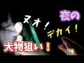 漁港の夜釣りで デカ穴子を狙う!