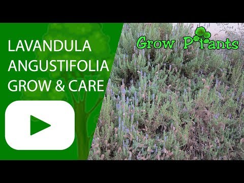 Lavandula angustifolia - grow & care (Lavender plant)