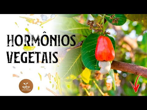 Vídeo: O Potencial Do Perfil De Célula única Em Plantas