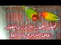 تحفيز طيور الروز والفيشر على التزاوج بإذن الله mp3