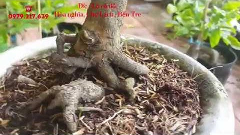 Mai cúc bi tiên sinh | Cúc thọ hương | Cúc cam | Móng rồng | Siêu nụ bao ship  (07/06/20)