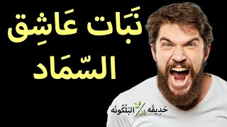 لن تزرع نبات الفل | بعد زراعة هذا النبات | npk