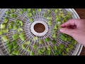 How to Dehydrate Celery | Should You Blanch Celery Before Dehydrating It? #LetsDehydrate