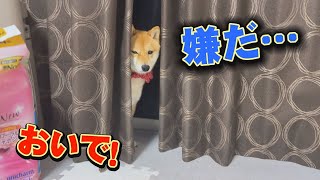 Unknown cause...Shiba Inu shutting herself behind the curtain...