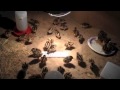 Raising Pheasants (day old)