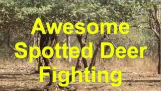 Awesome Spotted Deer Fighting.avi