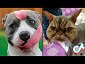 15 Minutes Straight of the Cutest Pets on TikTok