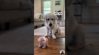 Cute Puppy vs Fake Golden Retriever🫣 [Funny Dog Reaction]