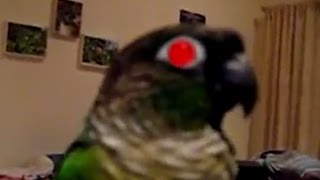 JonTron - Jacque's First Appearence (Daikatana)
