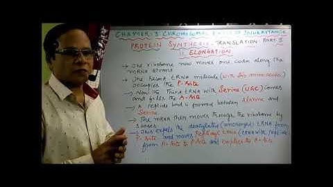 XII BotPure science  Chapter 3  Chromosomal basis of inheritance Protein synthesis Translation  Part