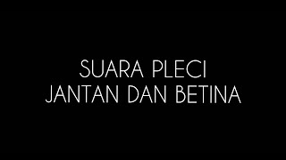 Pleci jantan dan betina bersahutan - cocok untuk merangsang pleci malas bunyi.