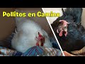 2 GALLINAS QUEDARON CLUECAS AL MISMO TIEMPO