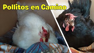 2 GALLINAS QUEDARON CLUECAS AL MISMO TIEMPO