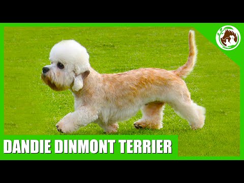 Videó: Dandie Dinmont Terrier