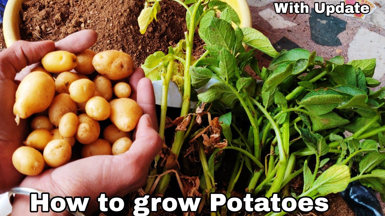 How to grow Potatoes at home, Grow potatoes in container 