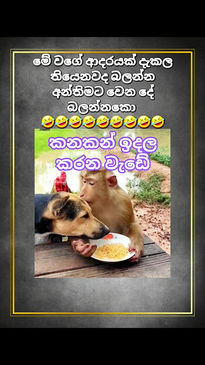 කනකන් ඉදල මොකක්ද මේ කරන්නෙ දෙන්නා. #viral #funny #animals #dog #monkey #fyp #india #kanna-denawanam