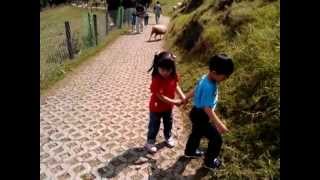 20120808 3  看羊咩咩被嚇到