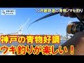 神戸で青物好調！ノマセ釣りでウキ釣りを楽しむ。10月最終週の青物ノマセ釣り。