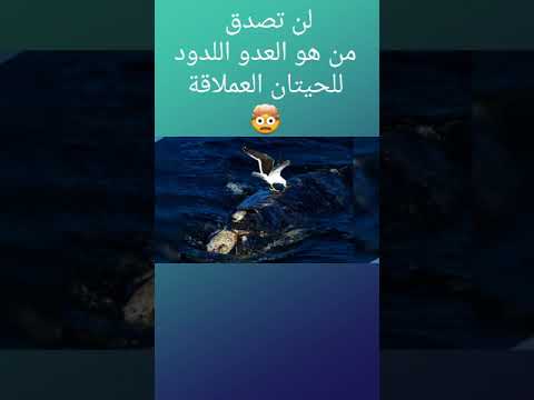 فيديو: ما هو العدو اللدود؟