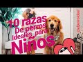 10 RAZAS DE PERROS IDEALES PARA NIÑOS (PARTE 2)