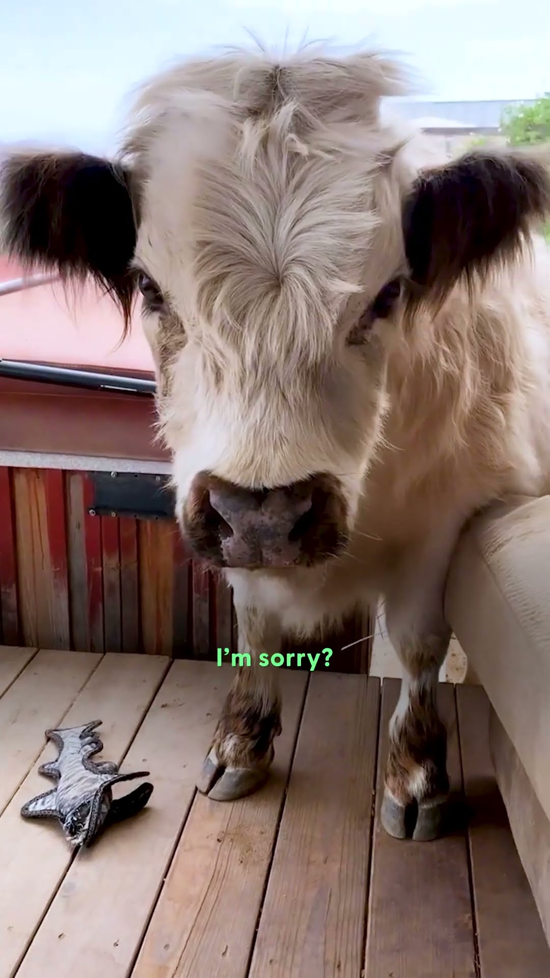 Baby Cow Is Convinced He's A Tiny Puppy | The Dodo
