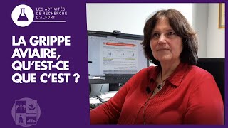 La grippe aviaire, qu'est-ce que c'est ?