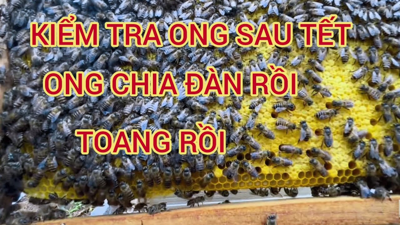 KIỂM TRA ONG SAU KHI LAO CẦU MỚI