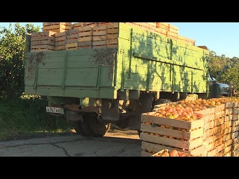Абхазия ввоз авто