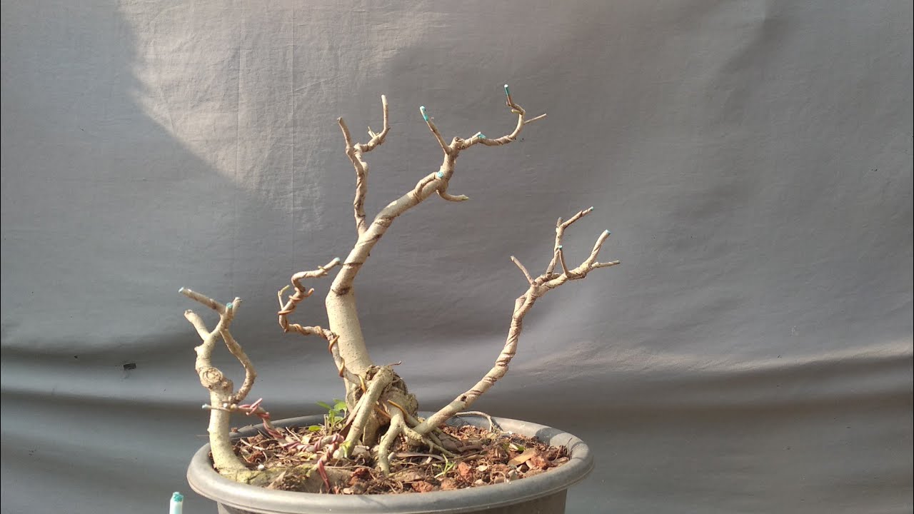 Ficus bonsai making a main structure