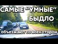 Подборка САМЫХ "УМНЫХ" водителей #401