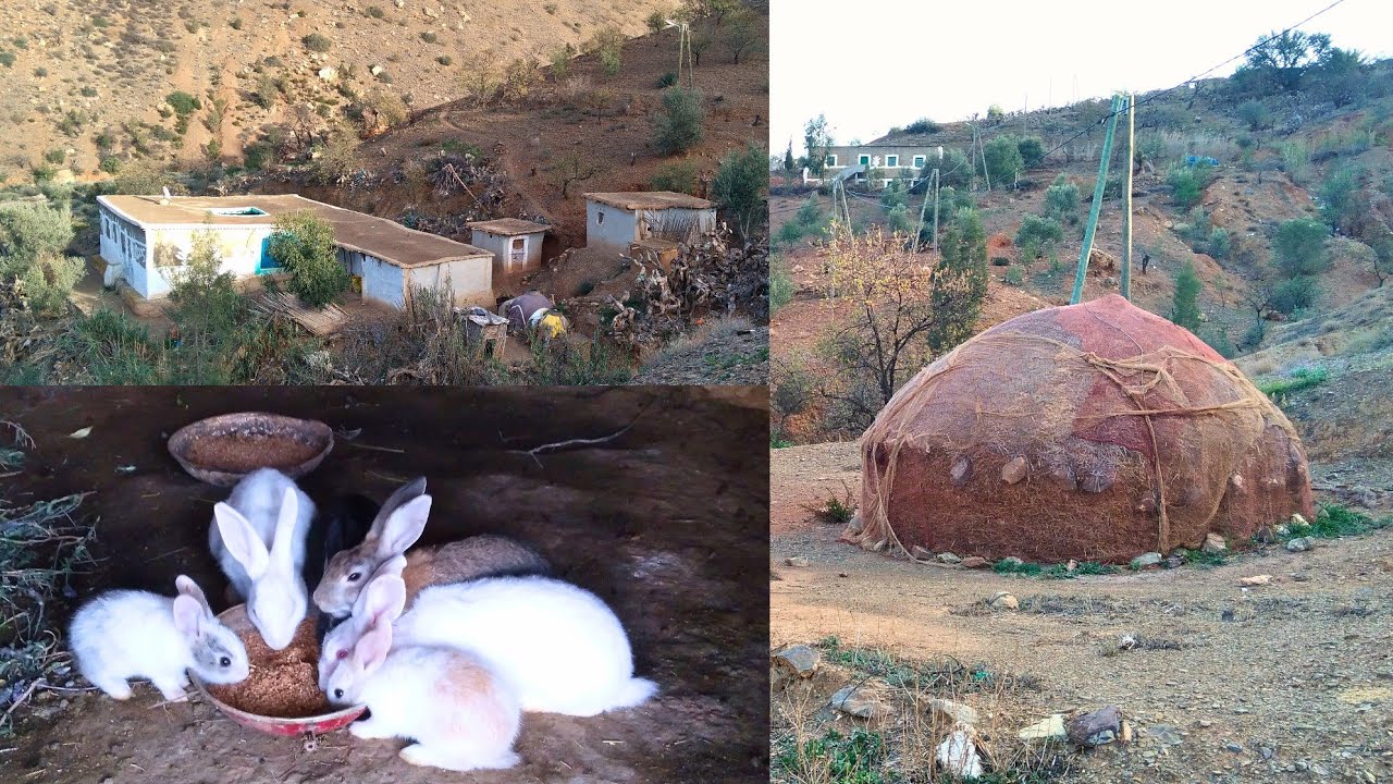 حياة القرية في المساء وتربية الأرانب او القنية في البيت مهجور من تراث أجدادنا في الريف #الحسيمة