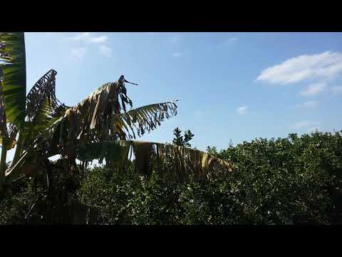 محور شبراخيت التنموي على النيل