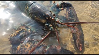 Big tide! Lobster and giant crayfish all over the beach