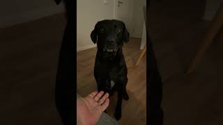 #churchillchills #pov #labrador #puppy #adorably #relax #trust #evening #peaceful #funny #dog #cute