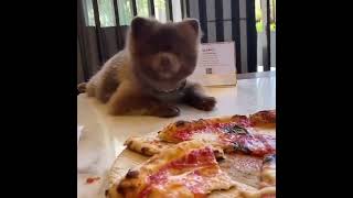 cute dog eating pizza