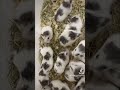 #動物好き #エキゾチック #ハムスター好き #ハムスターかわいい面白い #ハムスターのいる生活 #ハムスター #ハムスター癒し #ハムスター好きと繋がりたい #ハムスター動画 #ハムスターの日常