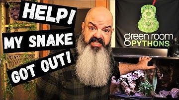 How to Find a Missing Snake in Your House