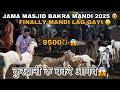 Finally Jama Masjid Bakra Mandi Lag Gayi 😍|| 2025 Delhi Bakra Mandi Latest Video Today Update