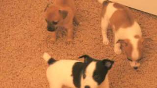 Toy Rat Terrier Puppies
