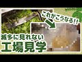 【工場見学】ホーリーバジルの細胞水抽出【真空低温分離】