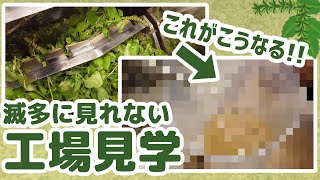 【工場見学】ホーリーバジルの細胞水抽出【真空低温分離】